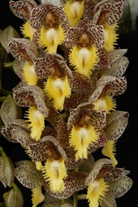 Catasetum Dentigrianum Sunset Valley Orchids HCC/AOS 77 pts. Inflorescence